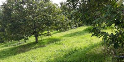 Kebun Durian Produktif 2,5 Hektar Karanganyar