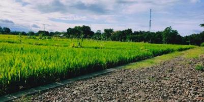 Tanah Sawah Subur Mojogedang Karanganyar