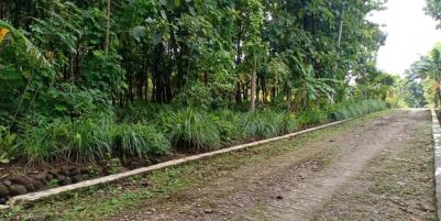 Tanah Subur Kebun Jati Sambirejo Sragen