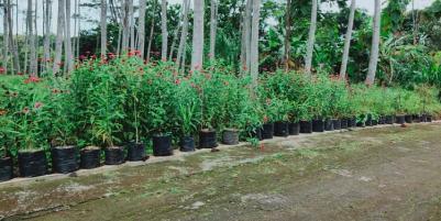 Tanah 1000m² Strategis Dibangun Vila Mojogedang Karanganyar