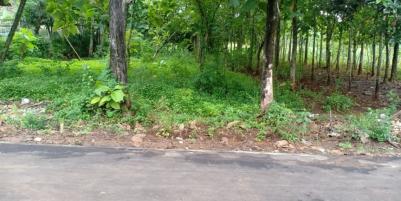 Tanah Kebun Jati Untuk Investasi Kerjo Karanganyar