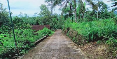 Kebun Durian Siap Panen Ngargoyoso Karanganyar