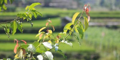 Kavling Walini Tea Garden