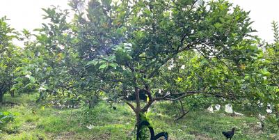 Tanah 6670m² Kebun Jambu Siap Panen Sragen 