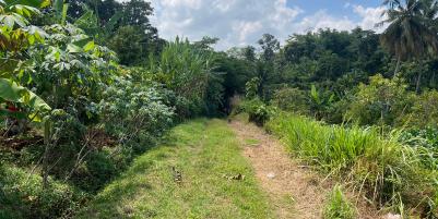 Kebun Durian 1900m Subur Mojogedang Karanganyar 