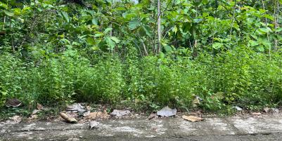 Tanah Hook 1175m Siap Bangun Sambirejo Sragen 