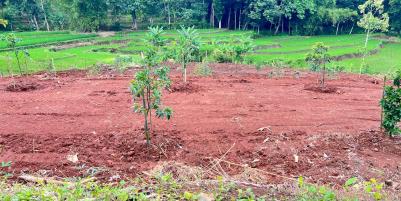 Kebun Buah 2627m² View Hamparan Sawah Karanganyar 