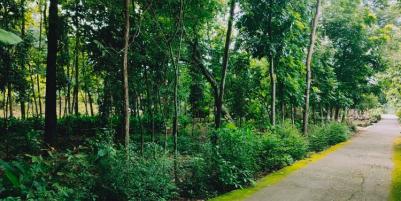 Tanah Kebun Jati Strategis Dibangun Rumah Tasikmadu Karanganyar