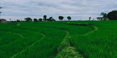 Tanah Sawah Pekarangan Karangpelem Kedawung Sragen