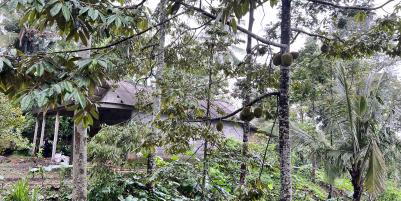 Kebun Durian Bonus Rumah Hanya 275 Juta Kemuning