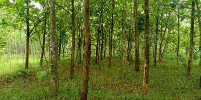 Tanah Datar Kebun Jati Subur Kerjo Karanganyar