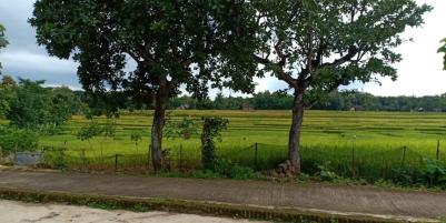 Tanah Bonus Rumah Sederhana Kedawung Sragen Telp/WA: 082327612345