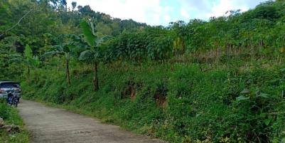 Tanah Subur 6000m² Sambirejo Sragen Telp/WA: 082327612345