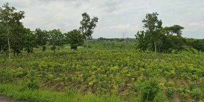 Jual Tanah Luas Daerah Dawar Blandong Gresik