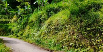 Tanah View Kebun Teh Kemuning Ngargoyoso Karanganyar
