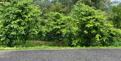 Tanah Kebun Durian 1609m² Ngargoyoso Karanganyar 