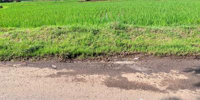 Tanah Subur Strategis 10245m² Kedawung Sragen