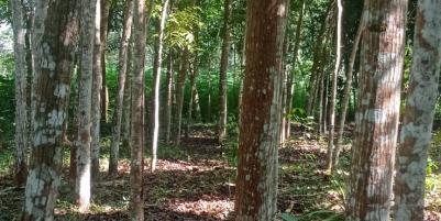 Tanah Datar 2895m² 650 Juta Karangpandan Karanganyar