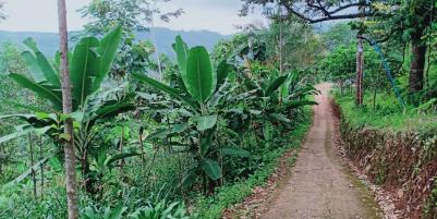 Dijual Tanah Kebun Durian Kerjo Karanganyar