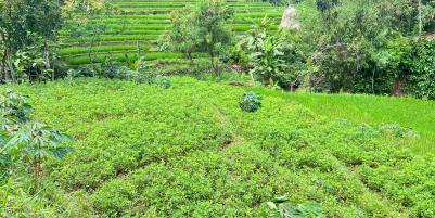 Tanah Subur 3265m² Hanya 70rb/m Kerjo, Karanganyar 