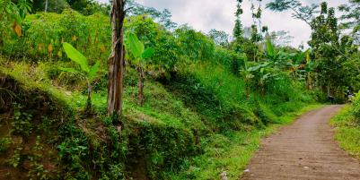 Tanah Kebun Jati 1 Hektar Sambirejo Sragen