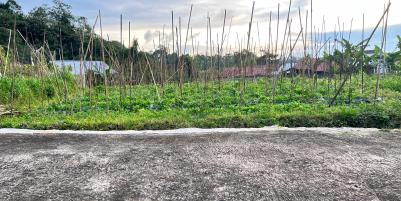 Tanah Udara Dingin 562m² Kawasan Strategis Karangpandan