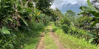 Kebun Durian 1237m² Kawasan Wisata Kemuning, Karanganyar 