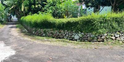 Tanah Datar View Hamparan Sawah Kedawung, Sragen 