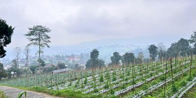 Tanah 1068m² View Cantik Tanpa Halang Ngargoyoso