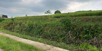 Tanah Subur 1000m²  300 Juta Karangpandan 