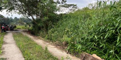  Sawah Subur 5000m² Karangpandan Karanganyar 
