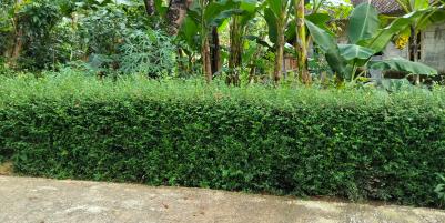 Kebun Durian Siap Panen 1282m Mojogedang