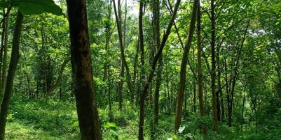 Tanah Kebun Jati Datar & Strategis Mojogedang Karanganyar
