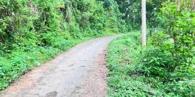 Kebun Durian Siap Panen 7700m 500Jt Jenawi Karanganyar 