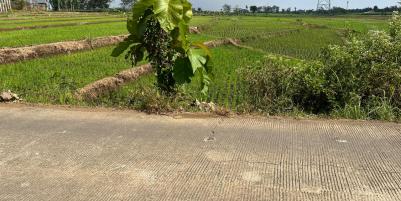 Tanah Super Datar 3889m² Sambirejo Sragen 