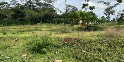  Tanah Murah 1198m² Hanya 100 Juta Karanganyar 