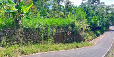 Kebun Durian 950m 250Jt Mojogedang Karanganyar 
