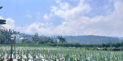 Tanah 7000m² Cocok Untuk Wisata Kebun Buah Ngargoyoso 