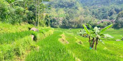 Tanah Murah 3000m 200rb/m Ngargoyoso, Solo