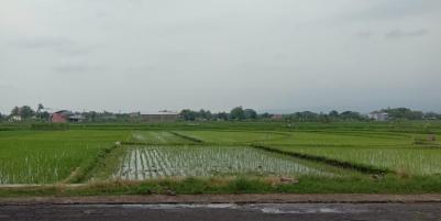 Tanah Super Datar 1147m² Masaran Sragen 