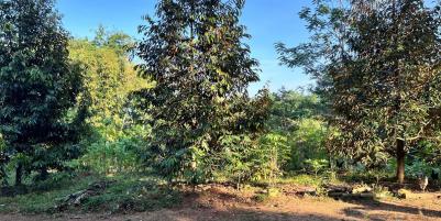 Tanah Idaman Kebun Durian 1737m² Mojogedang Karanganyar