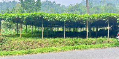 Tanah 1500m² Siap Bangun Café Kawasan Wisata Kemuning 