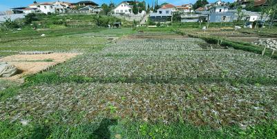 TANAH KAWASAN LEMBANG BANDUNG