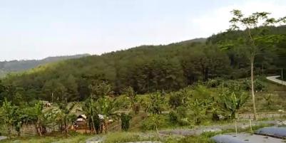 TANAH SUBUR DI CIANUUR