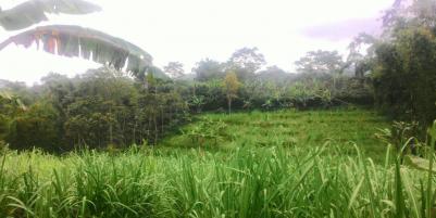 Jual tanah Kebun