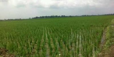 Dijual sawah kelas 1 Rp. 200 ribu/m² Badamusalam SERANG