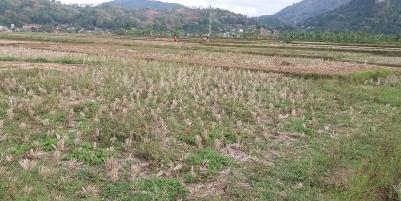 tanah murah untuk investasi