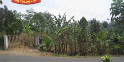 Jalan Raya Trawas Prigen Pasuruan - An Idyllic Location