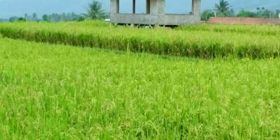 DiJual Tanah Sawah Prospek di Cianjur Puncak Bogor