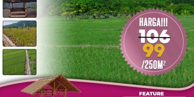 Jual Tanah Kavling Sawah Produktif View Pegunungan 250 m2 Hanya 99jt di Jonggol Bogor